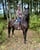 Annuncio cavallo