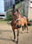Annuncio cavallo
