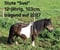 Horse ad
