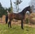 Horse ad