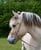 Horse ad