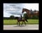 Horse ad