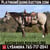 Horse ad
