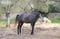 Annuncio cavallo