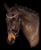 Annuncio cavallo