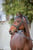 Horse ad