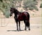 Annuncio cavallo