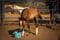 Horse ad