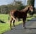 Horse ad