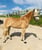 Horse ad