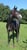 Horse ad