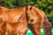 Horse ad