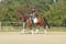 Annuncio cavallo