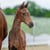 Horse ad