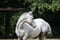 Horse ad