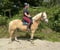 Annuncio cavallo