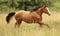 Anuncio de caballos