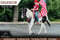 Annuncio cavallo