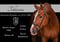 Annuncio cavallo