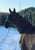 Horse ad