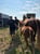 Annuncio cavallo