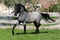 Annonce cheval