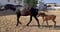 Annuncio cavallo