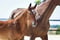 Annonce cheval