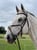 Horse ad