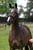 Annuncio cavallo