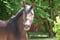 Annuncio cavallo