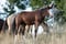 Annuncio cavallo