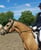 Horse ad