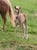 Annonce cheval