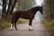 Horse ad
