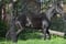 Horse ad
