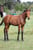 Horse ad