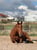 Annuncio cavallo