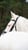 Horse ad