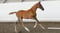 Horse ad