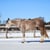 Horse ad