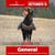 Paardadvertentie
