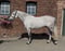 Horse ad
