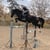 Annonce cheval