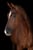 Annuncio cavallo
