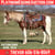Annonce cheval