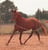 Annonce cheval