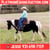 Horse ad