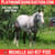 Anuncio de caballos
