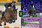 Annonce cheval